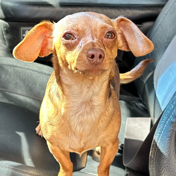 Meet your Posher, Minke - Picture 2 of 3